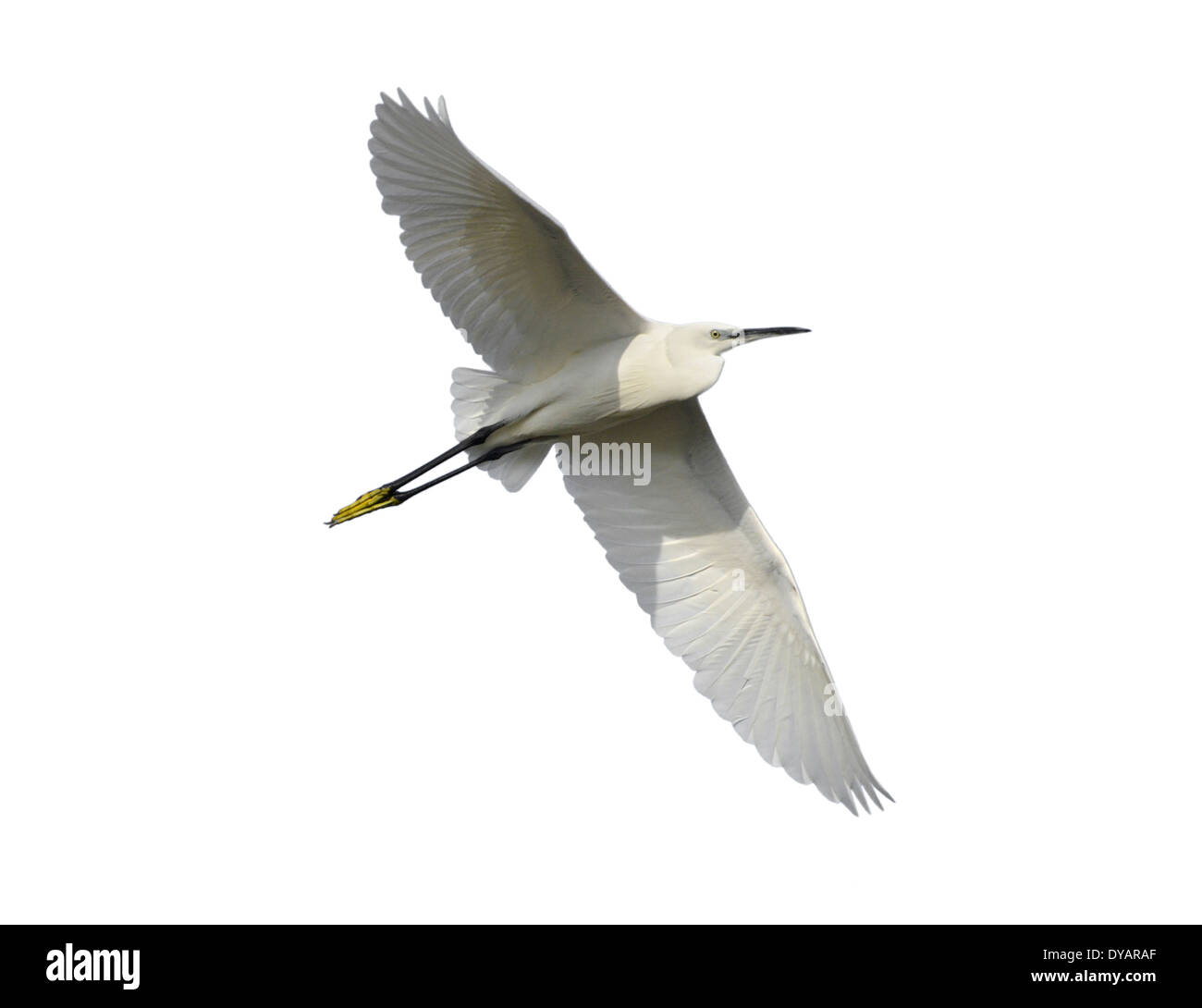 Aigrette garzette Egretta garzetta Banque D'Images