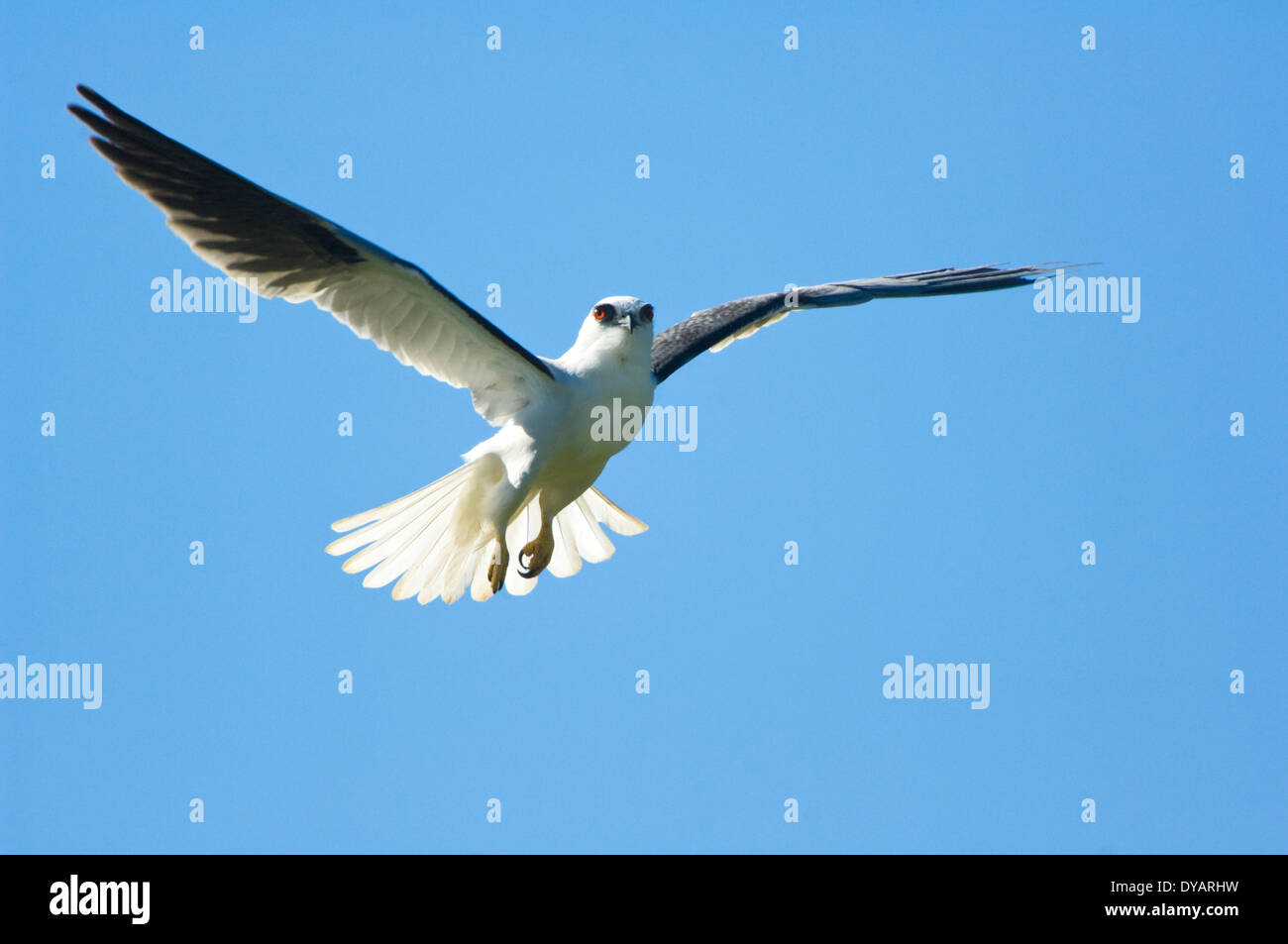 Black-shouldered Kite (Elanus axillaris) en vol, le sud de l'Australie, SA, Australie Banque D'Images