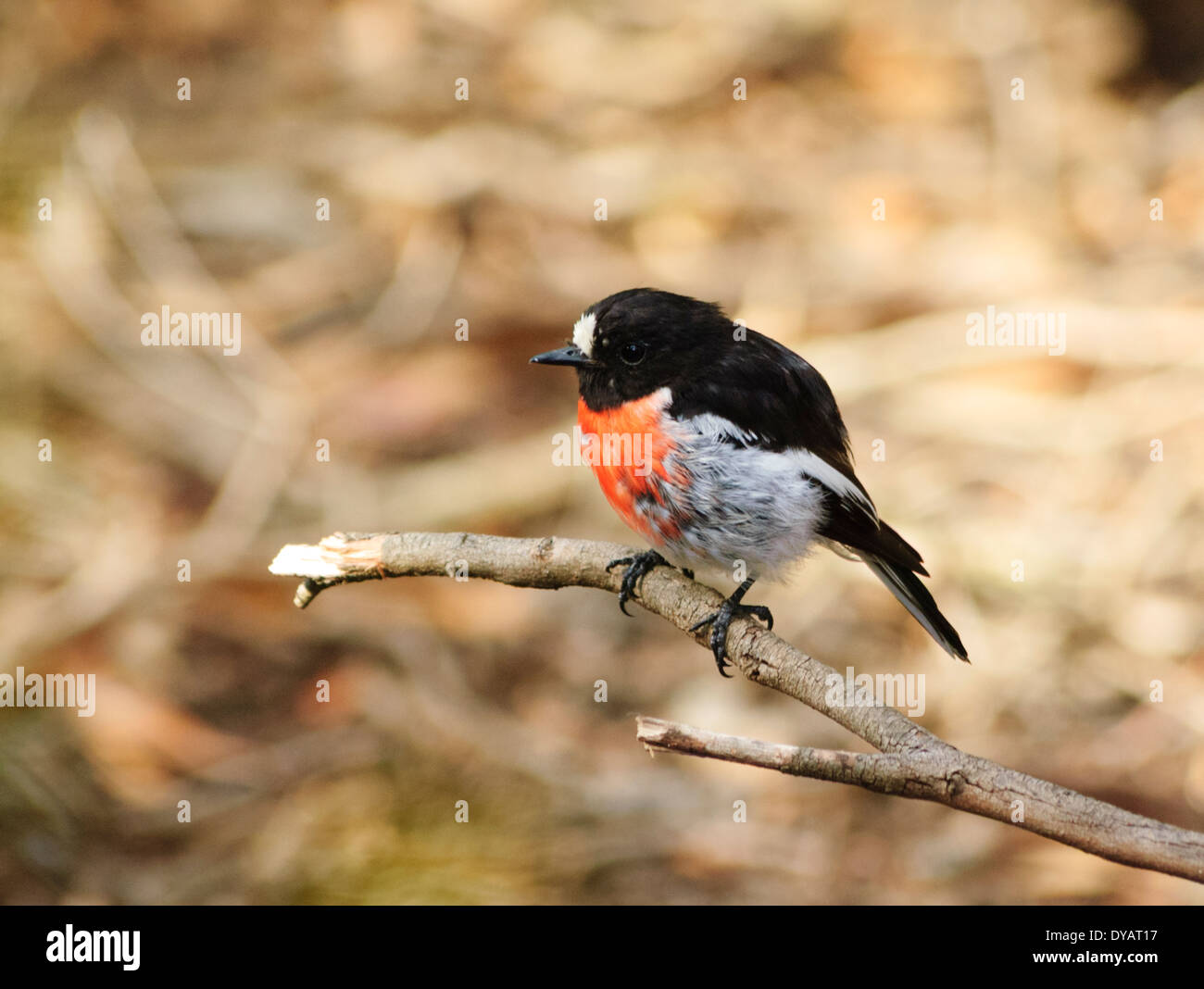 Miro écarlate (Petroica multicolor), Kangaroo Island, Australie du Sud, SA, Australie Banque D'Images