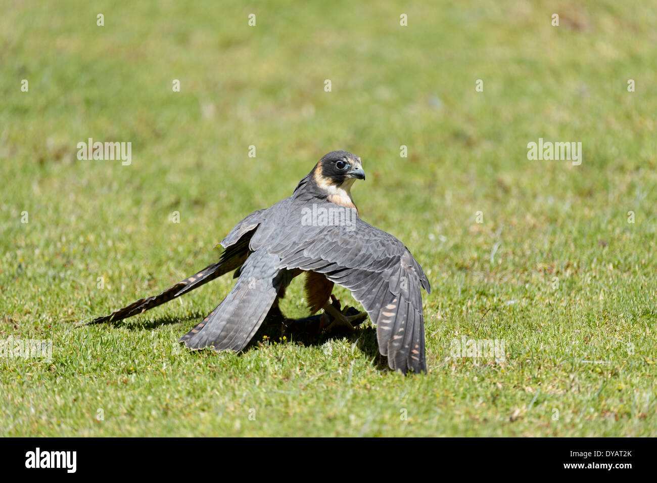 Passe-temps australienne (Falco longipennis) Banque D'Images