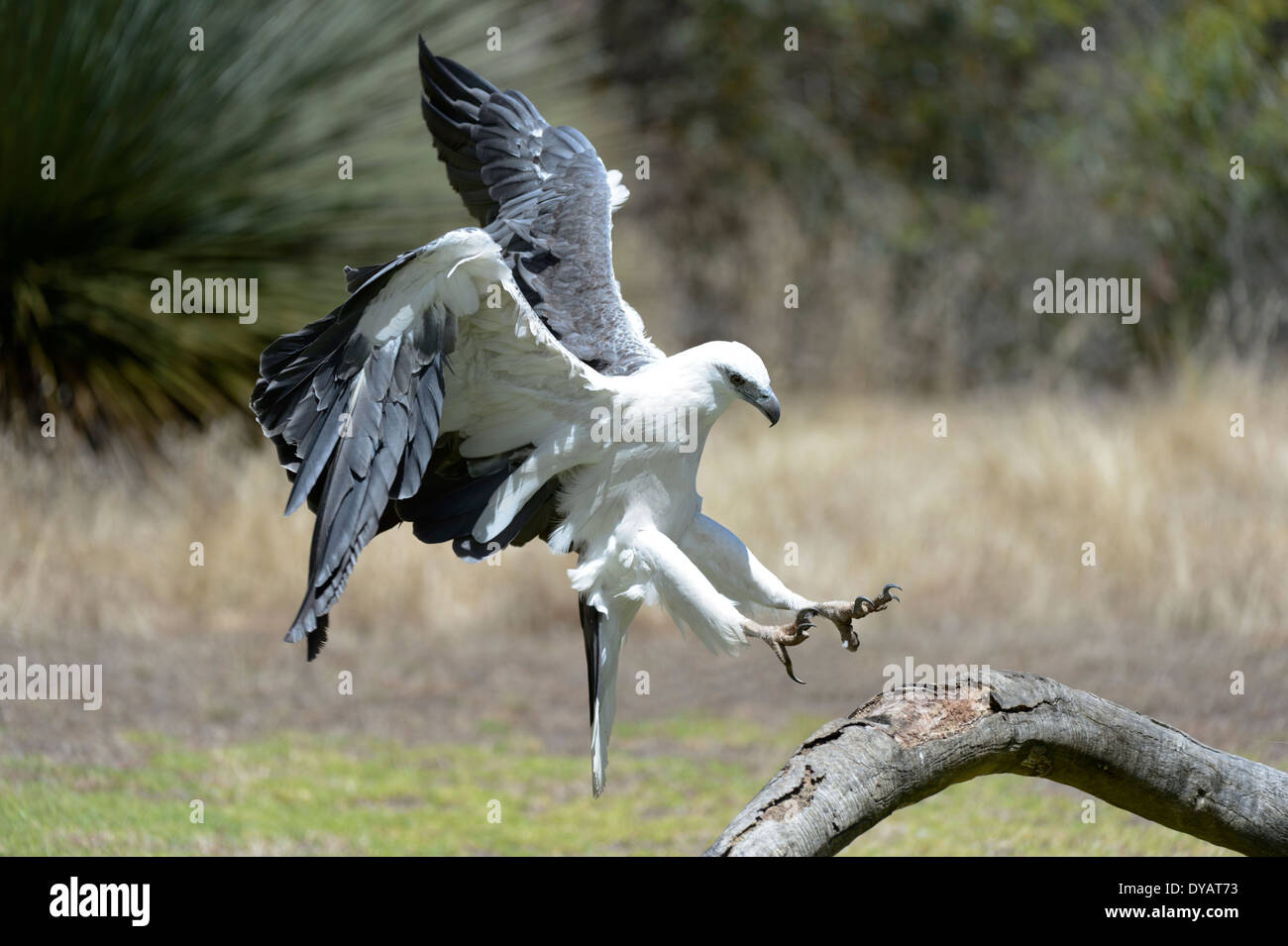 La mer à ventre blanc-eagle (Haliaeetus leucogaster) arrivant sur la terre, de l'Australie Banque D'Images