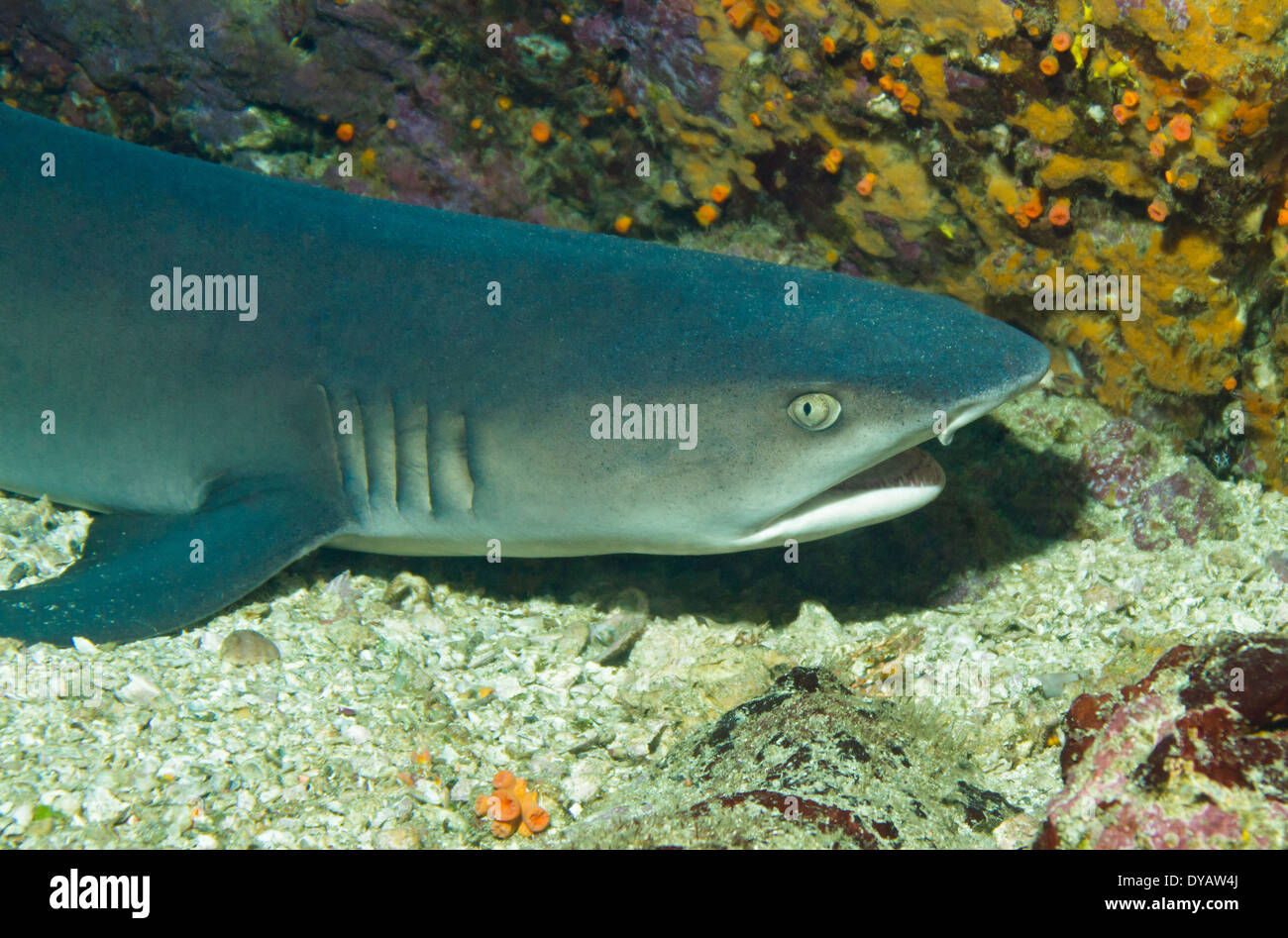 Close-up d'un requin de récif à pointe blanche (Triaenodon obesus) est posée sur le fond, l'Île Cano, Costa Rica Banque D'Images