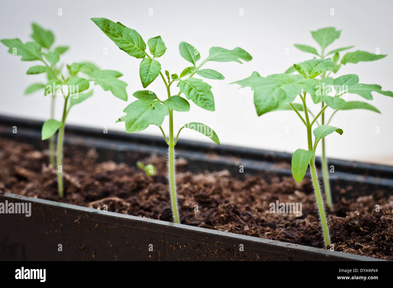 Des plantules de tomate close up dans le bac de croissance contre white Banque D'Images