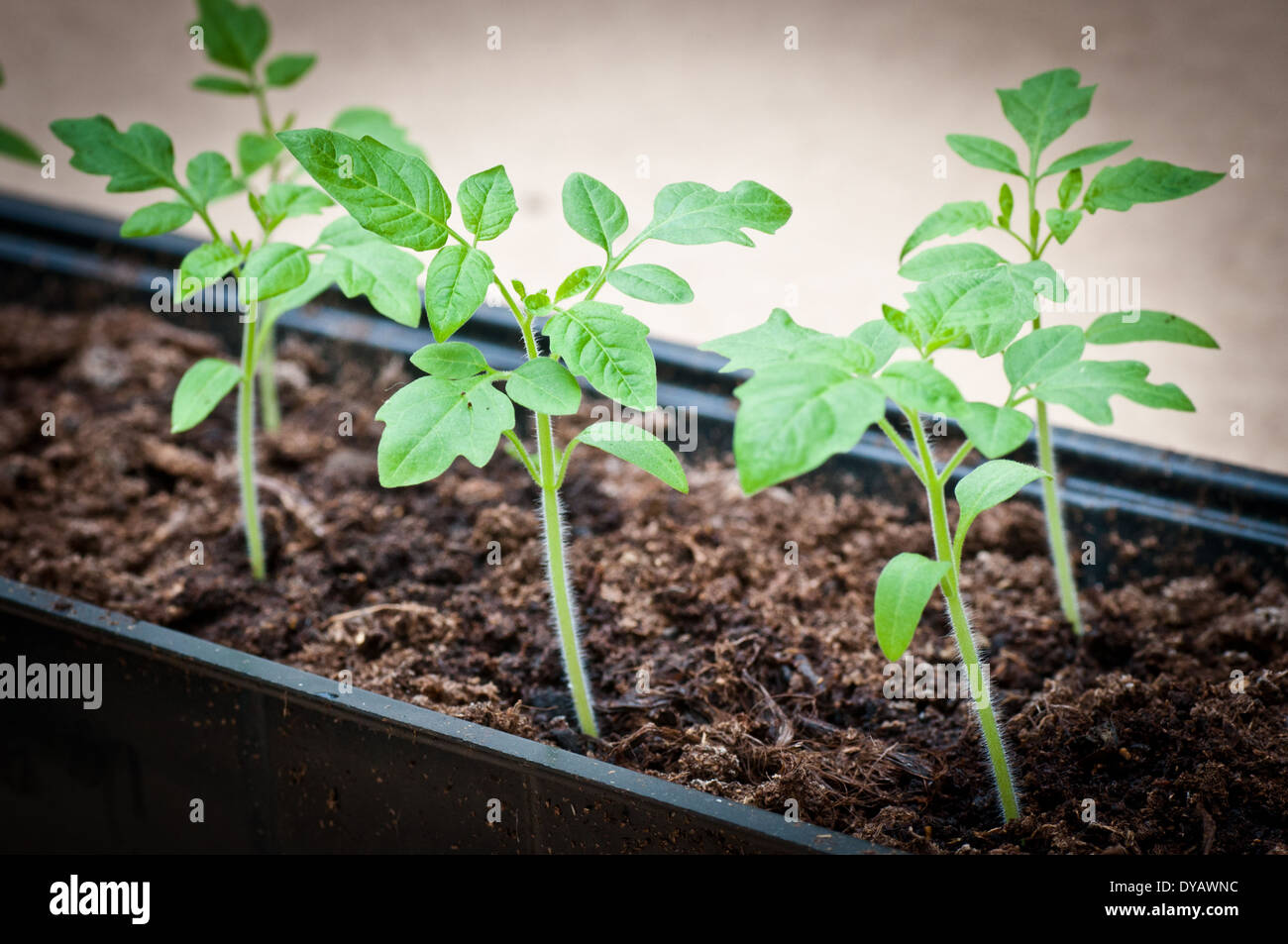 Des plantules de tomate de plus en plus près dans le bac Banque D'Images