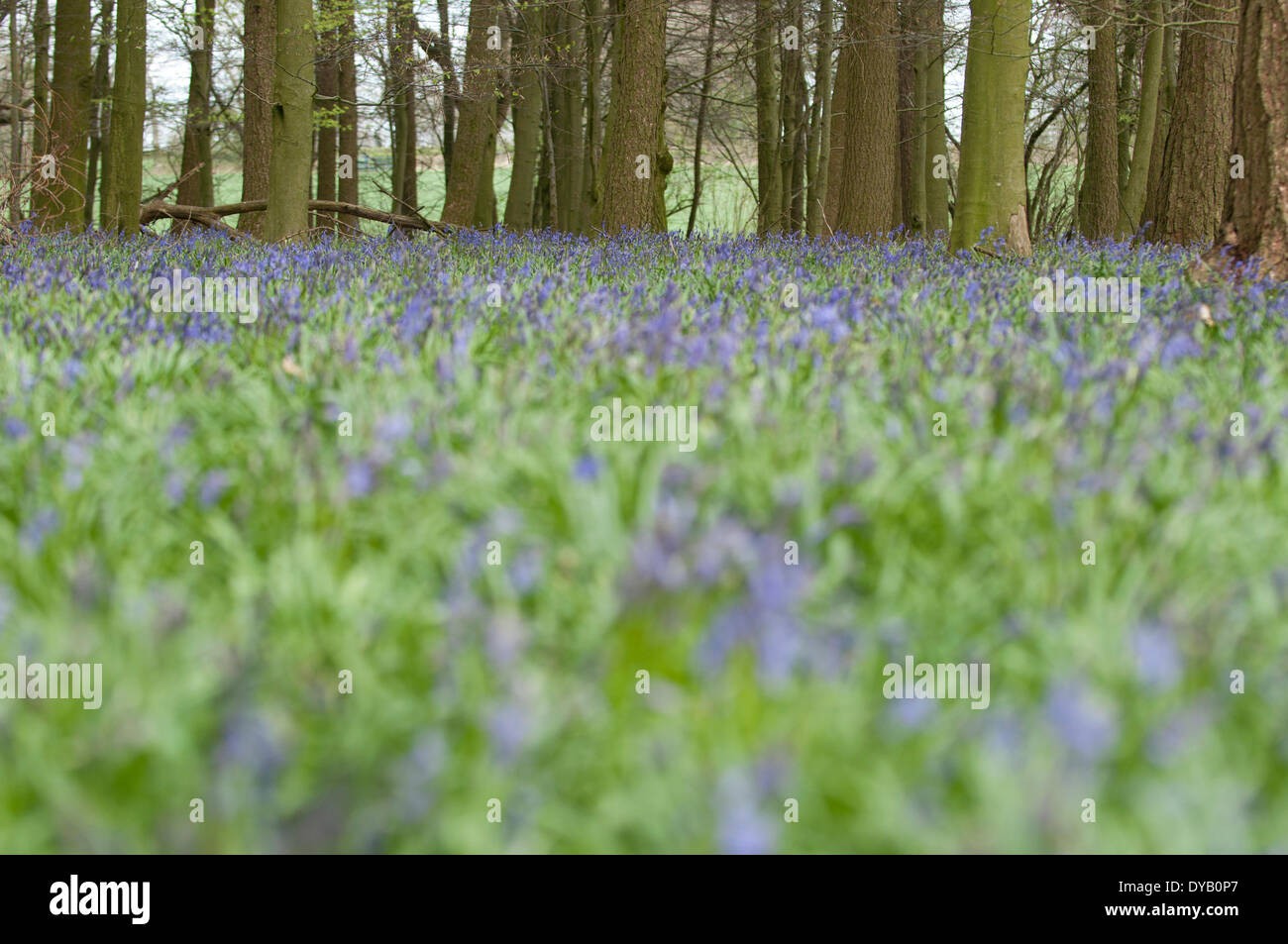 Le Hampshire, au Royaume-Uni . Apr 12, 2014. English Bluebells sauvages commencent à fleurir, les tapis d'un bois dans la région de Hampshire UK, le 12 avril 2014. Credit : Flashspix/Alamy Live News Banque D'Images