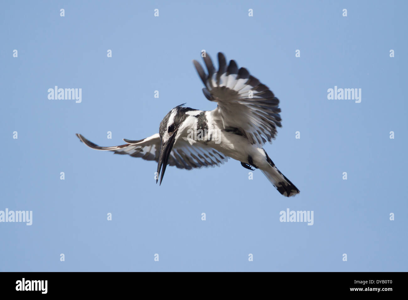 Pied Kingfisher - planant alors que la chasse aux poissons Ceryle rudis Gambie, Afrique de l'Ouest BI025509 Banque D'Images