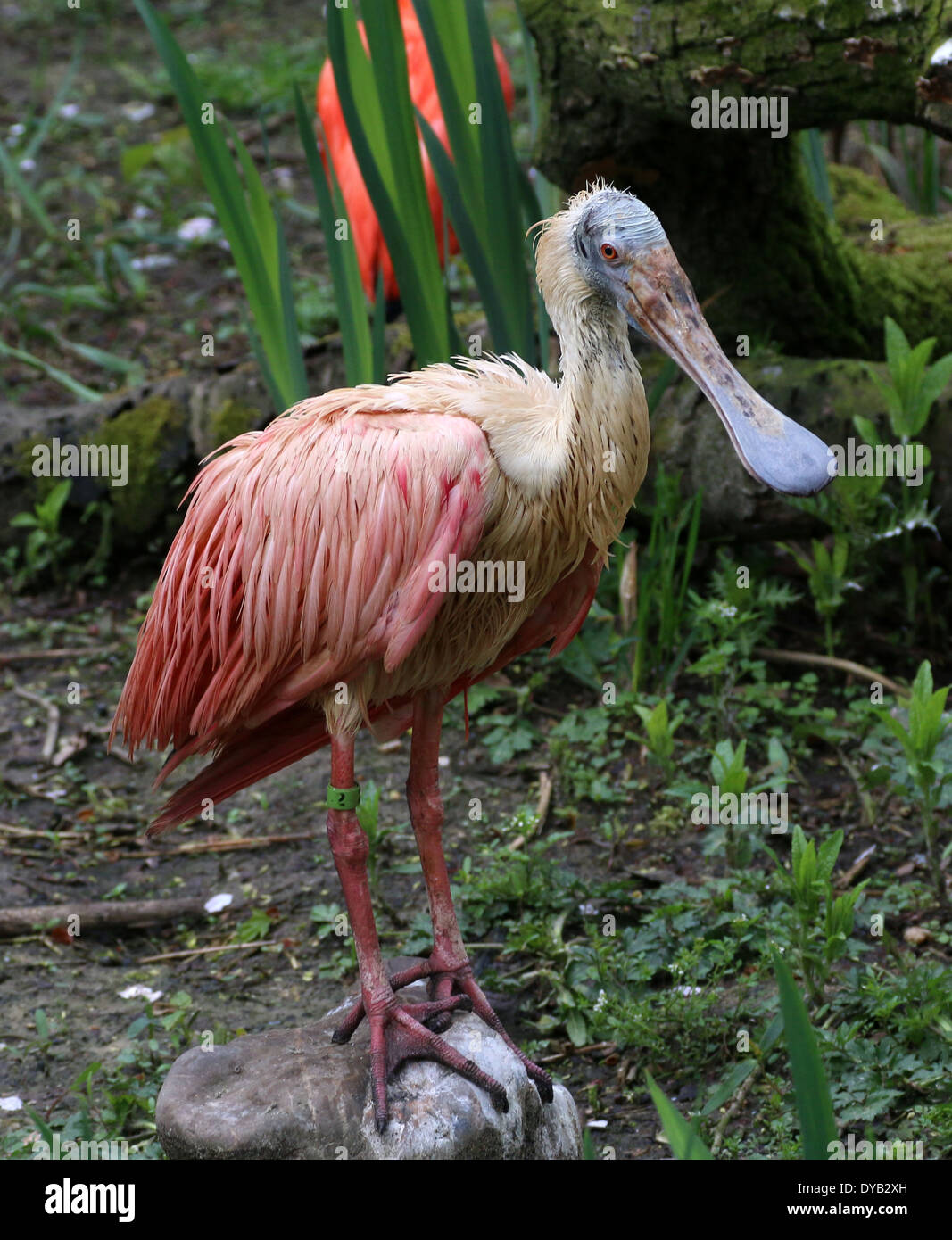 Roseate Spoonbill (Platalea ajaja) se nourrissent dans les zones humides Banque D'Images