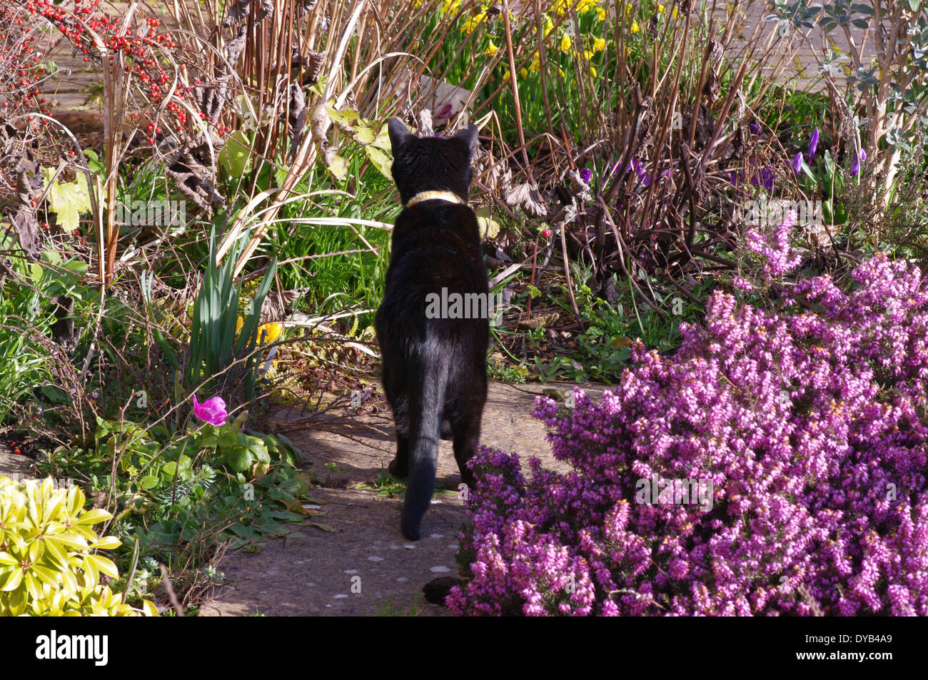 Black Cat de derrière en alerte permanente, le jardin à la recherche en parterre. Banque D'Images