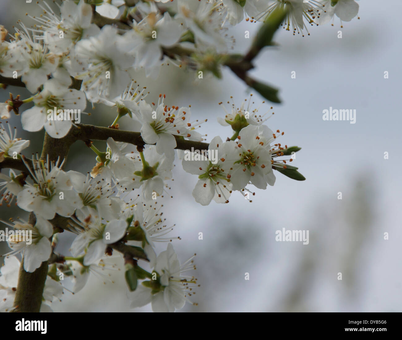 Fleur de printemps sur un prunellier bush Banque D'Images