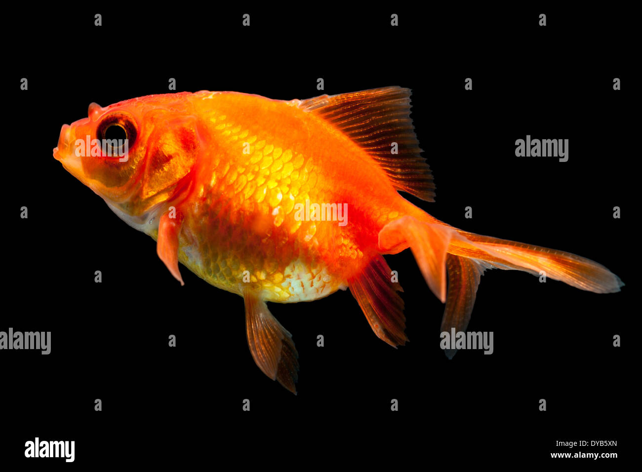 Poisson Rouge Oranda Fry Isolated On Black Banque D'Images