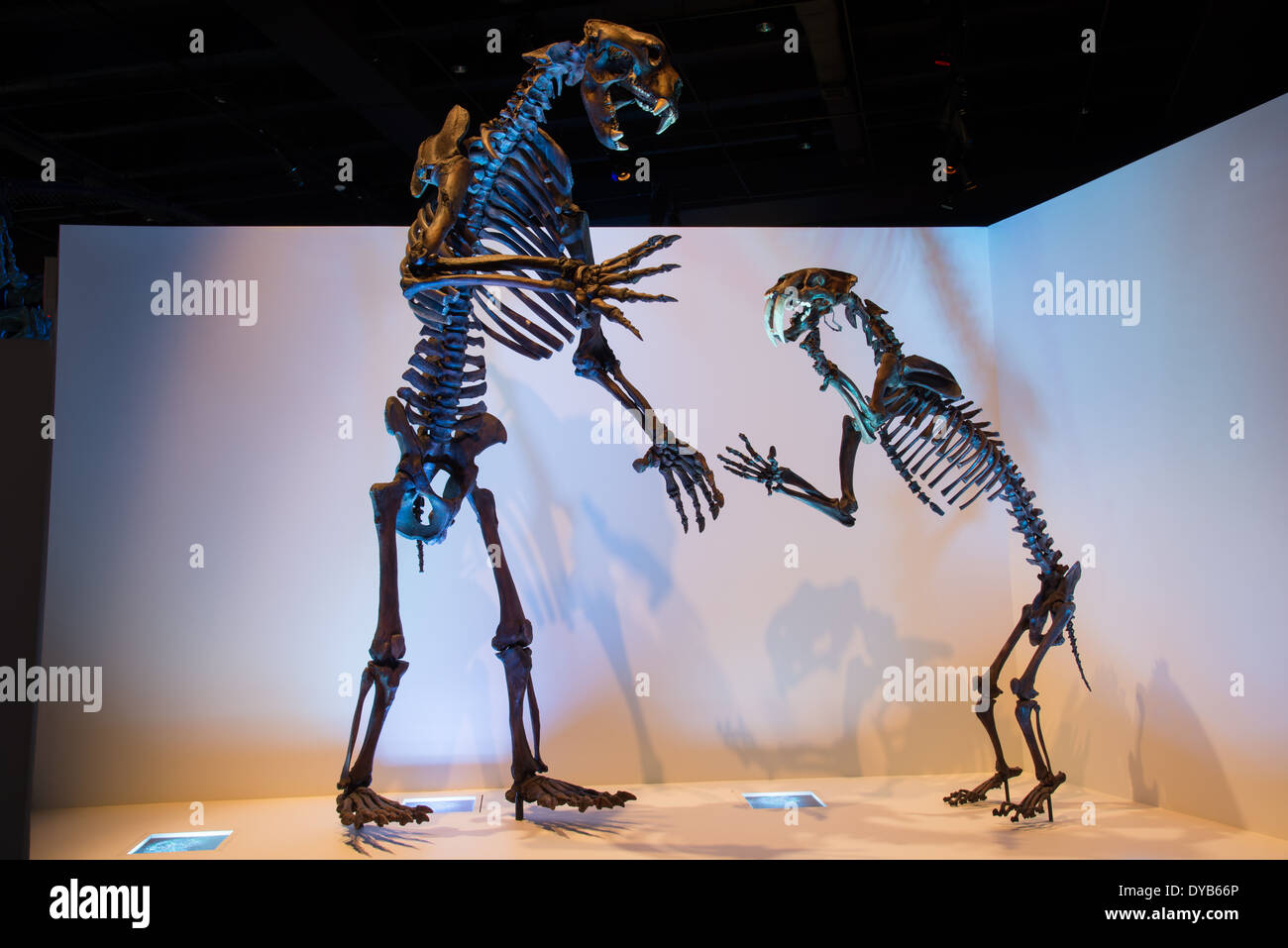 Des squelettes fossiles de court-face à l'ours et le tigre à dents de sabre (Smilodon) en face de l'autre dans un poste de combat. Banque D'Images