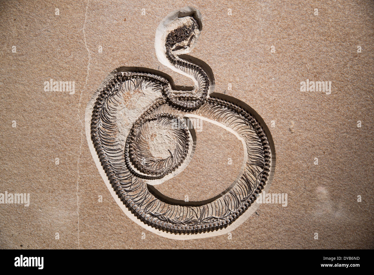 Un Boavus bien conservés (python) idelmani combustibles. L'Eocène. Banque D'Images