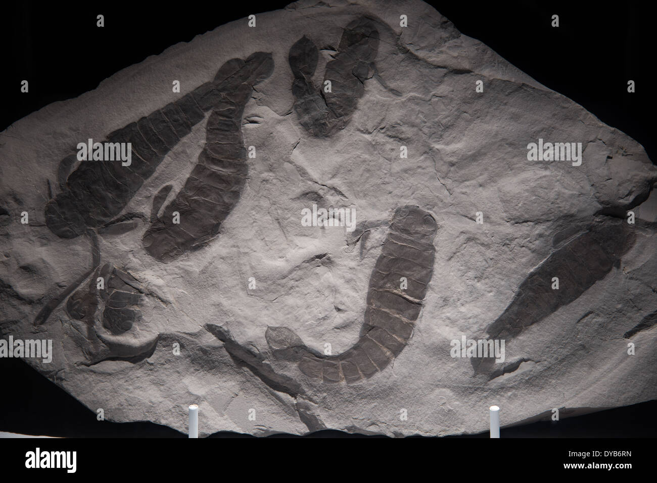 Mer fossile-scorpions (Pterygotus). L'âge du Silurien. Banque D'Images