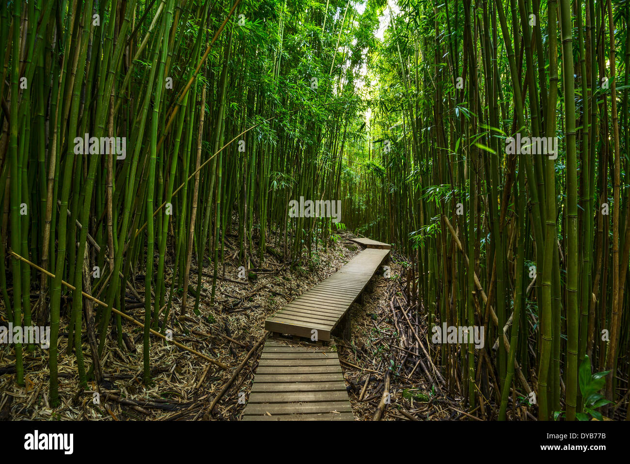 Le magique et mystérieuse forêt de bambou de Maui. Banque D'Images