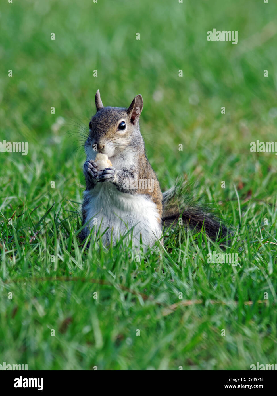 Écureuil adorable ayant un casse-croûte de l'herbe dans un parc. Banque D'Images