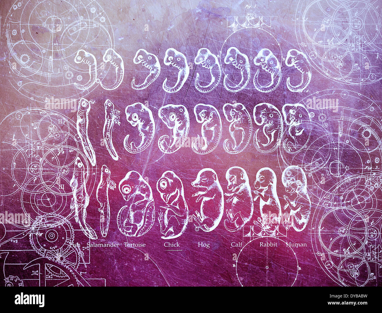Digital composite d'embryons à l'aide d'Haeckel dans de célèbres illustrations Banque D'Images
