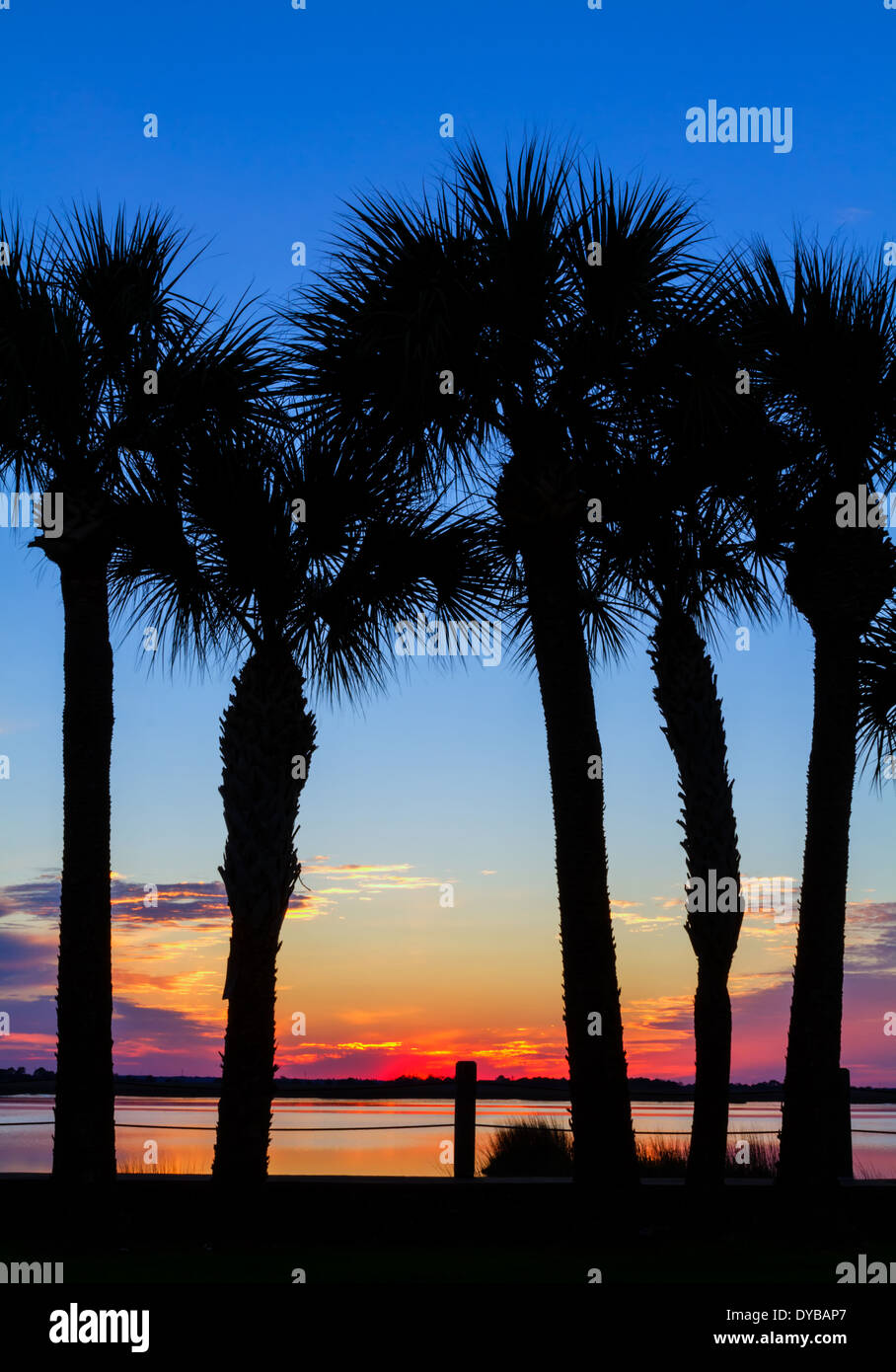 Palm Tree Sunset, Jekyll Island, Géorgie Banque D'Images