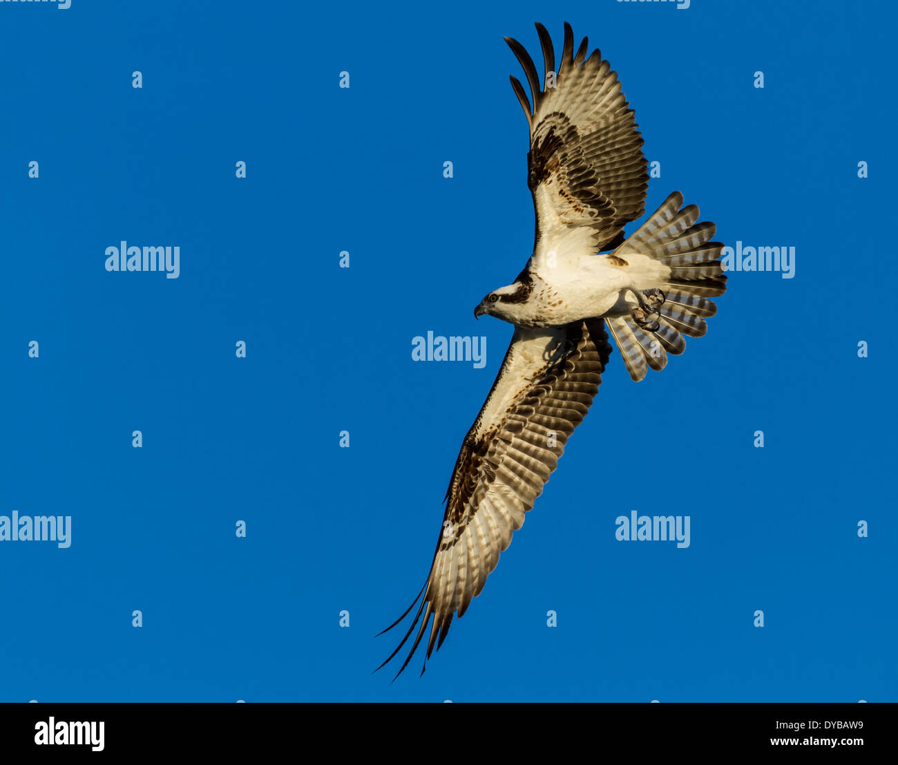 En vol d'Osprey (Pandion haliaetus), Amelia Island, Floride Banque D'Images