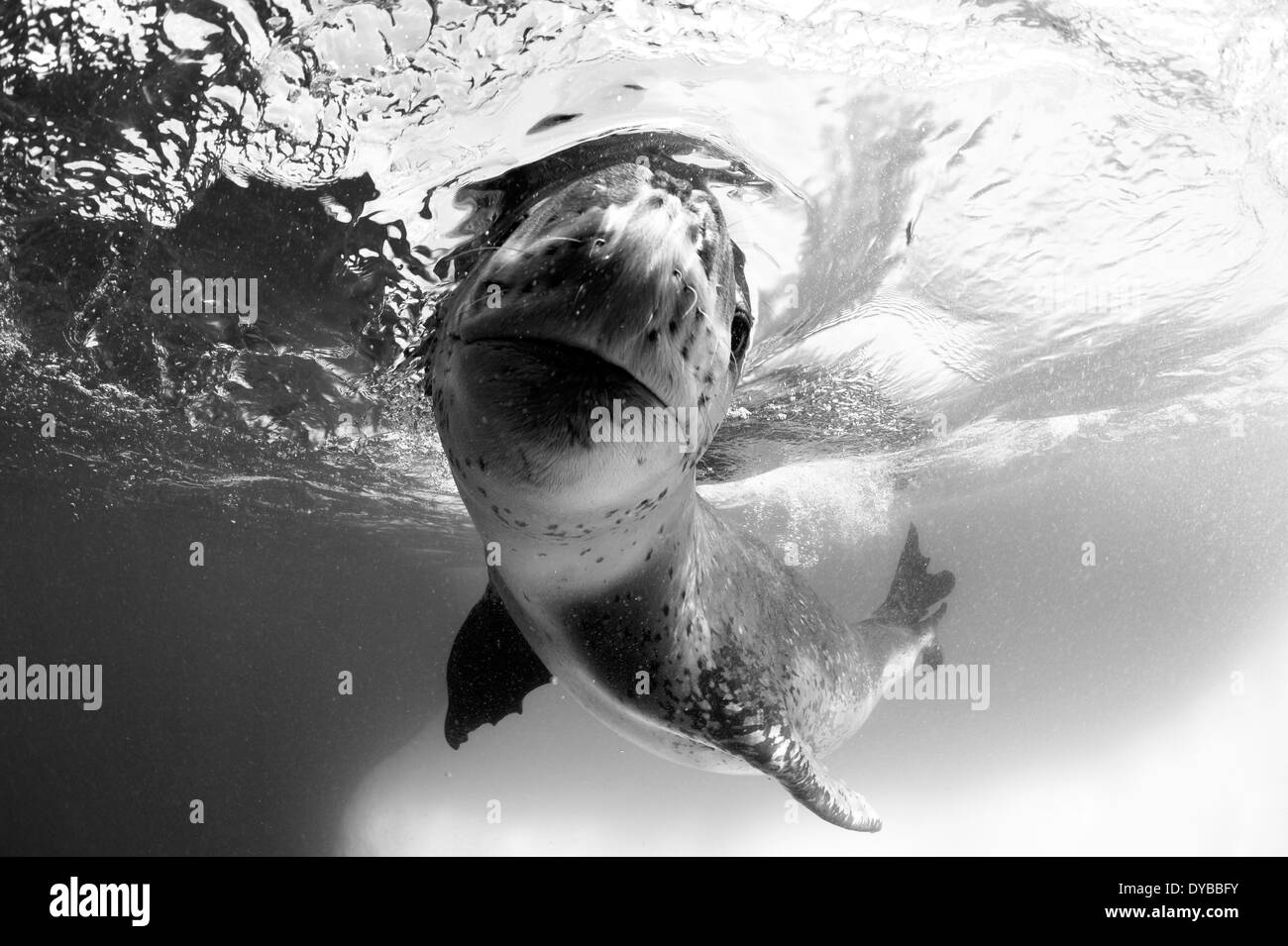 Vue du visage d'un Phoque léopard (Hydrurga leptonyx) lors d'une rencontre proche, l'Astrolabe, l'île de l'Antarctique. Banque D'Images