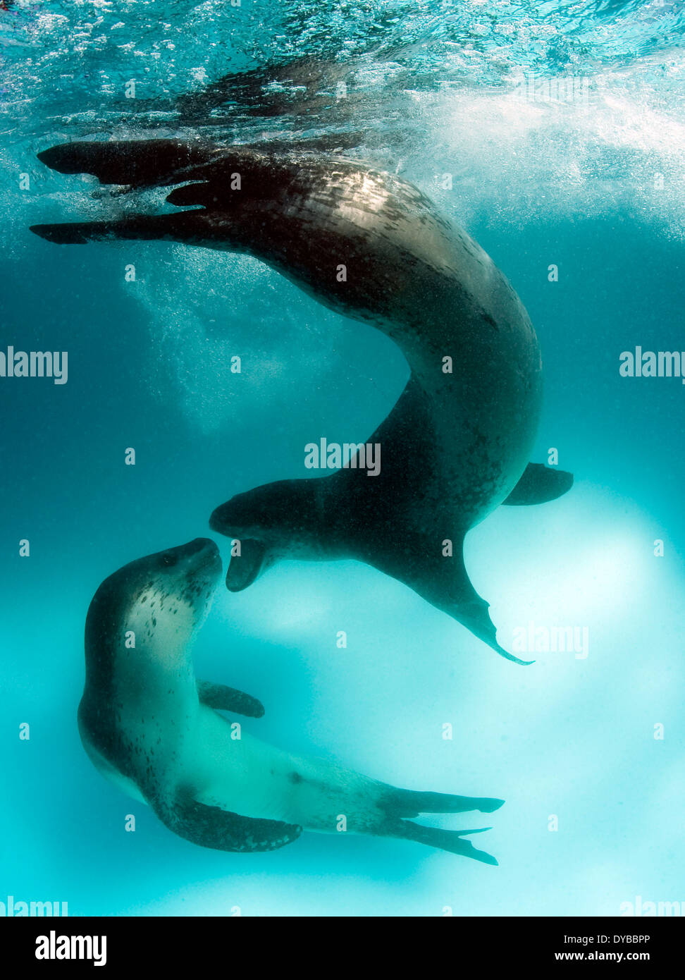 Une image rare d'une paire d'interaction le léopard de mer (Hydrurga leptonyx), l'Astrolabe, l'île de l'Antarctique. Banque D'Images