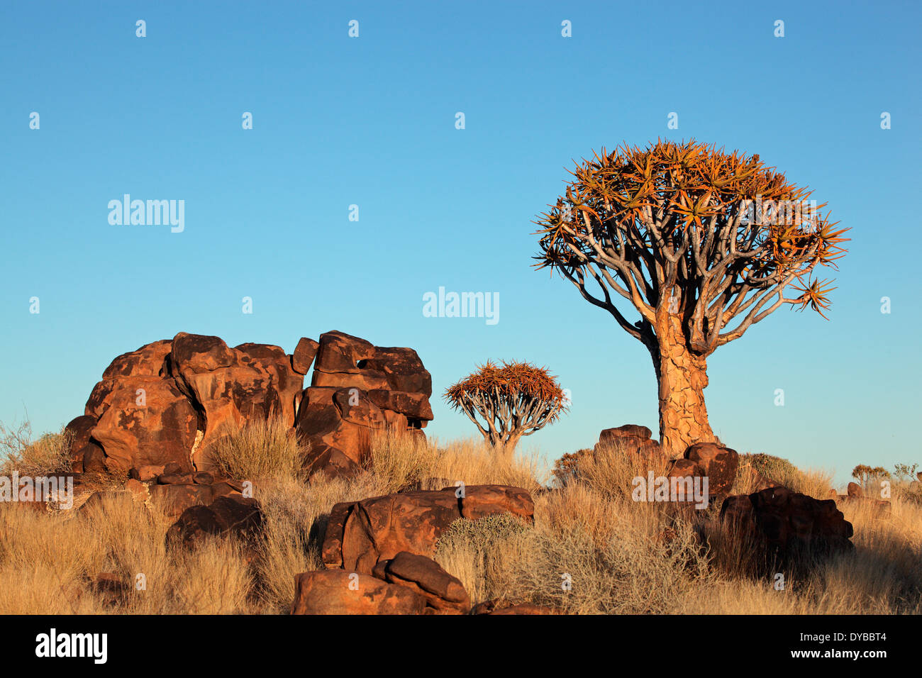 Paysage désertique avec des roches de granit et d'arbres carquois (Aloe dichotoma), Namibie Banque D'Images