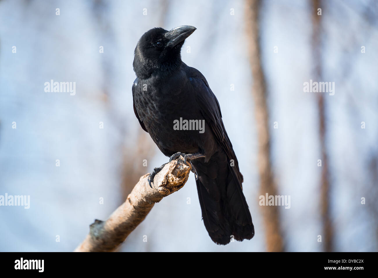 Belle black crow assis sur la branche Banque D'Images