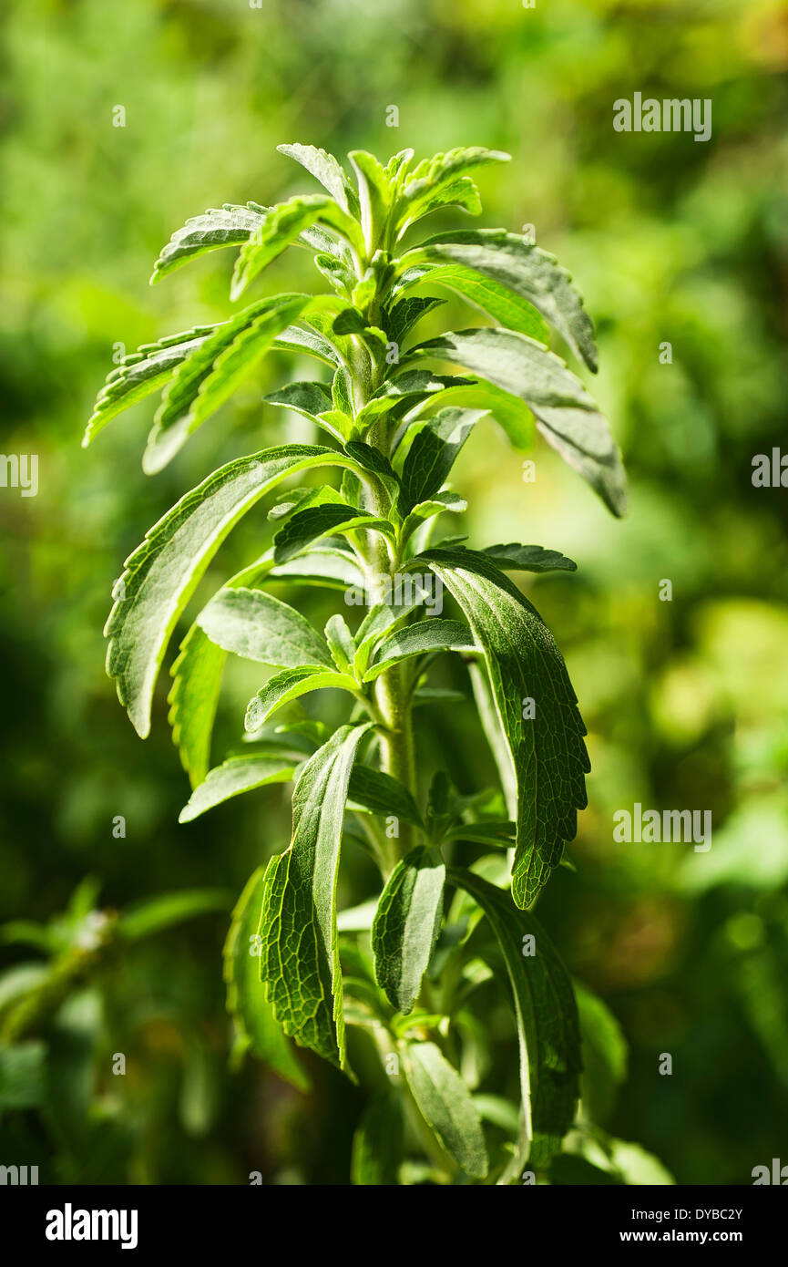 Stevia plante sur un arrière-plan flou Banque D'Images