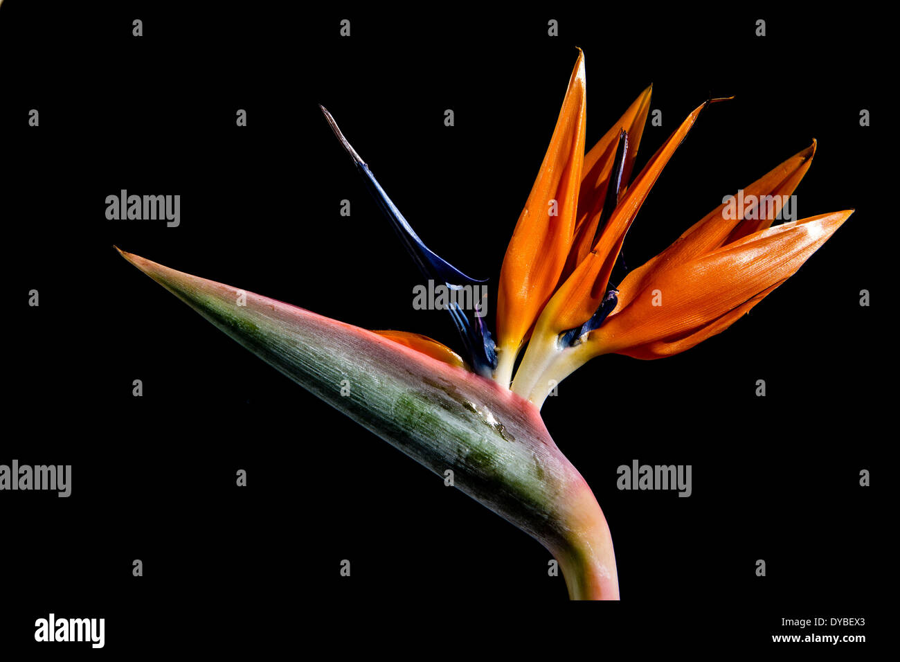 Strelitzia - fleur exotique appelé oiseau de paradis fleur sur fond noir Banque D'Images