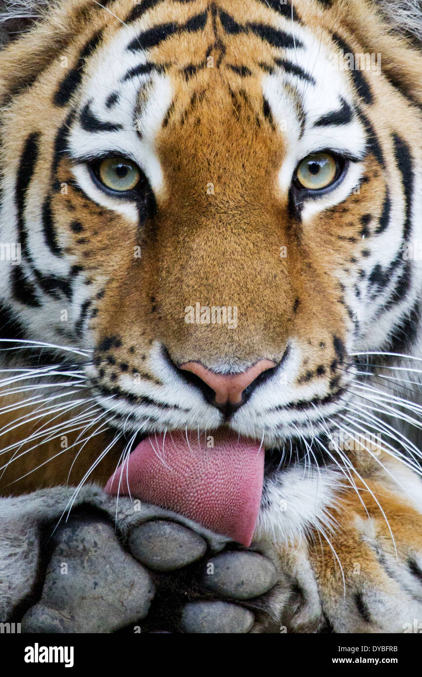 Lécher de patte de tigre Banque D'Images