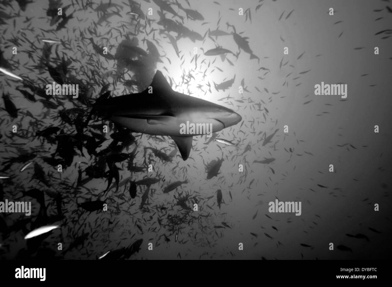 Bull shark, Carcharhinus leucas, lagon de Beqa, Viti Levu, Fidji, Pacifique Sud Banque D'Images