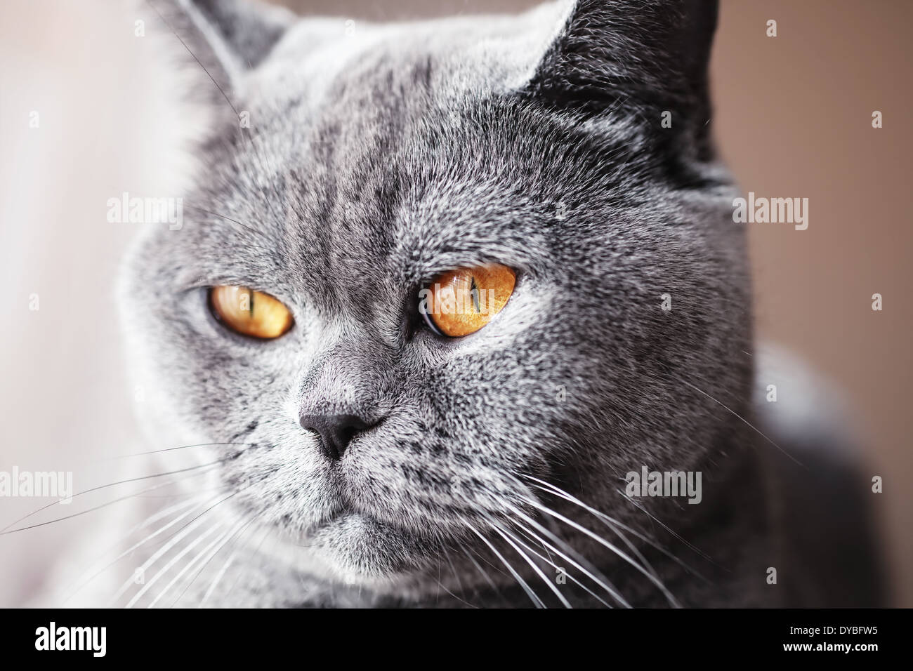 Portrait De La Chat Gris Avec Des Yeux Jaunes Banque D