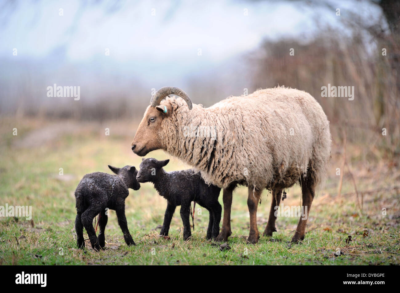 Avec leur personnage et personnalit agneaux de printemps, Wiltshire UK Banque D'Images