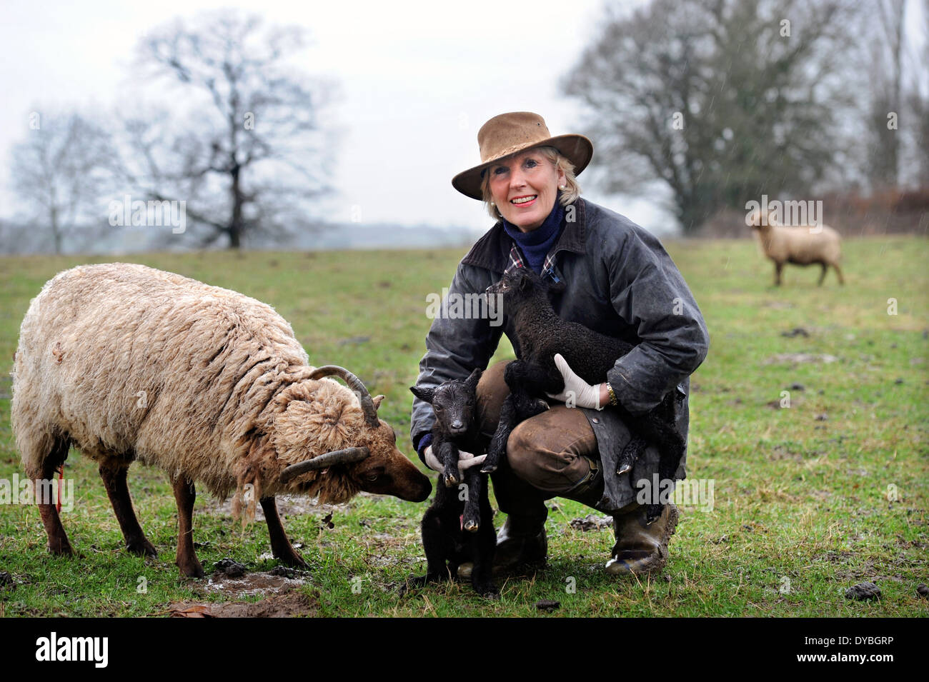Une agricultrice recueille des agneaux de printemps de son personnage et personnalit troupeau de Wiltshire, UK Banque D'Images