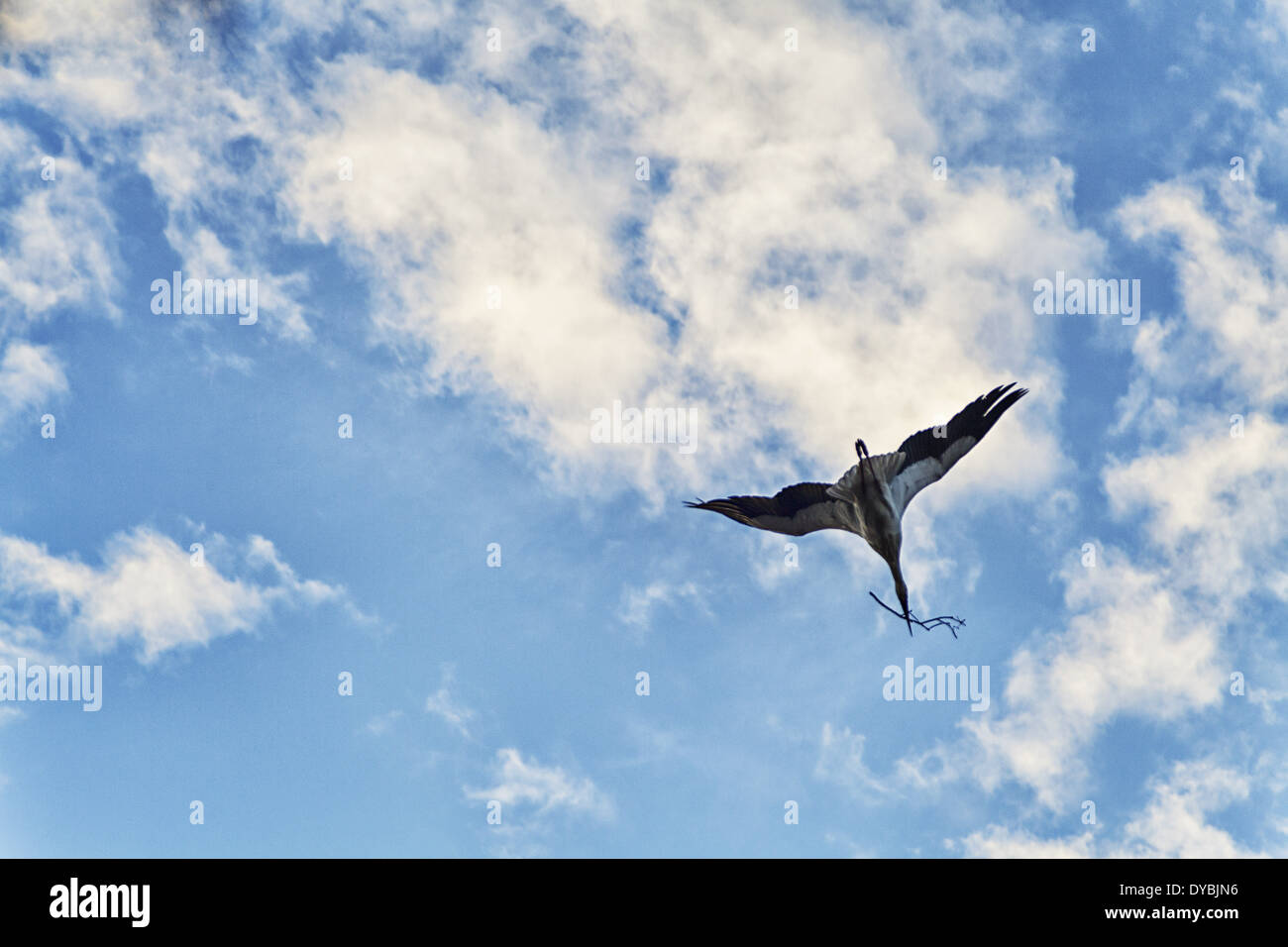 Le printemps est dans l'air ; Stork volant au-dessus, avec des matériaux de construction des nids dans son bec. Banque D'Images