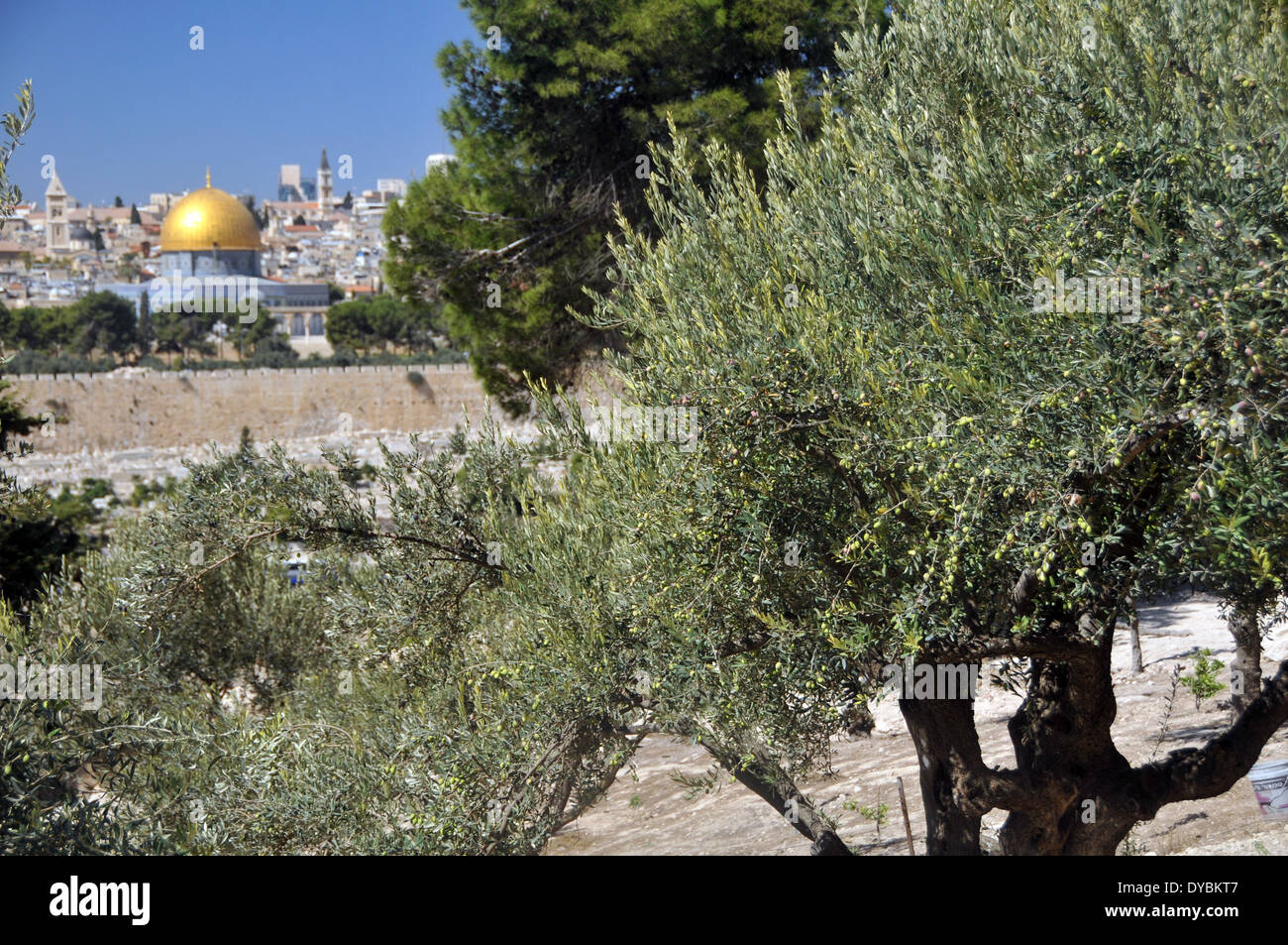 Olivier, Olea europaea, et vue sur la vieille ville de Jérusalem, y compris le Dôme du Rocher mosquée, Jérusalem, Israël Banque D'Images