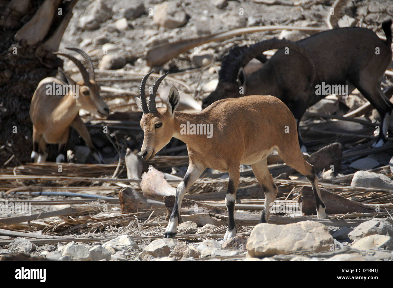 Ibex Capra nubiana nubien, Ein Gedi, réserve naturelle et parc national, Israël Banque D'Images