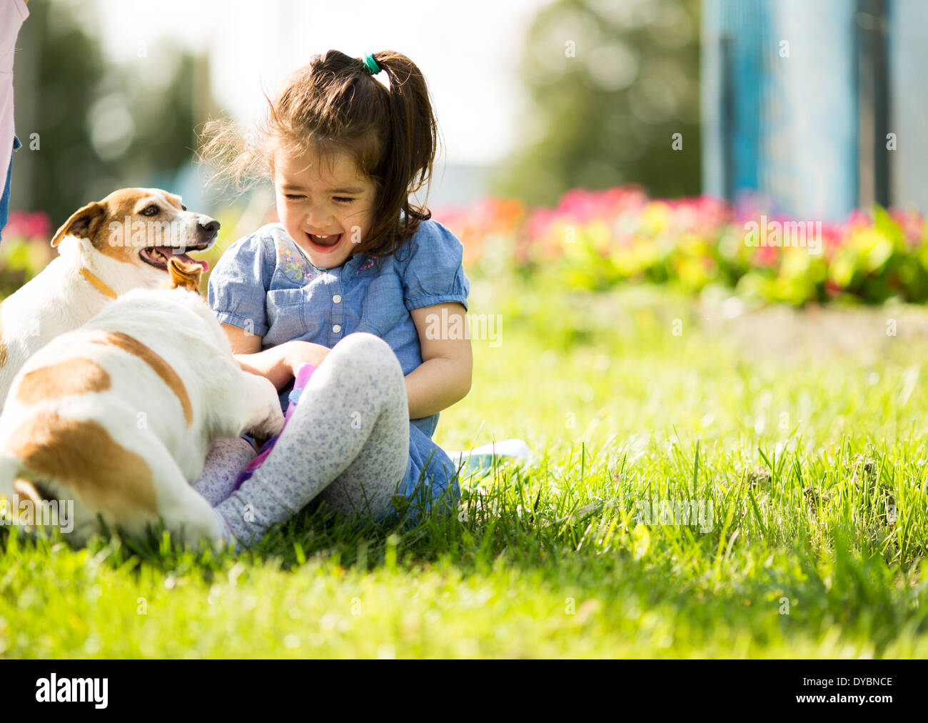 Petite fille jouant avec des chiens Banque D'Images