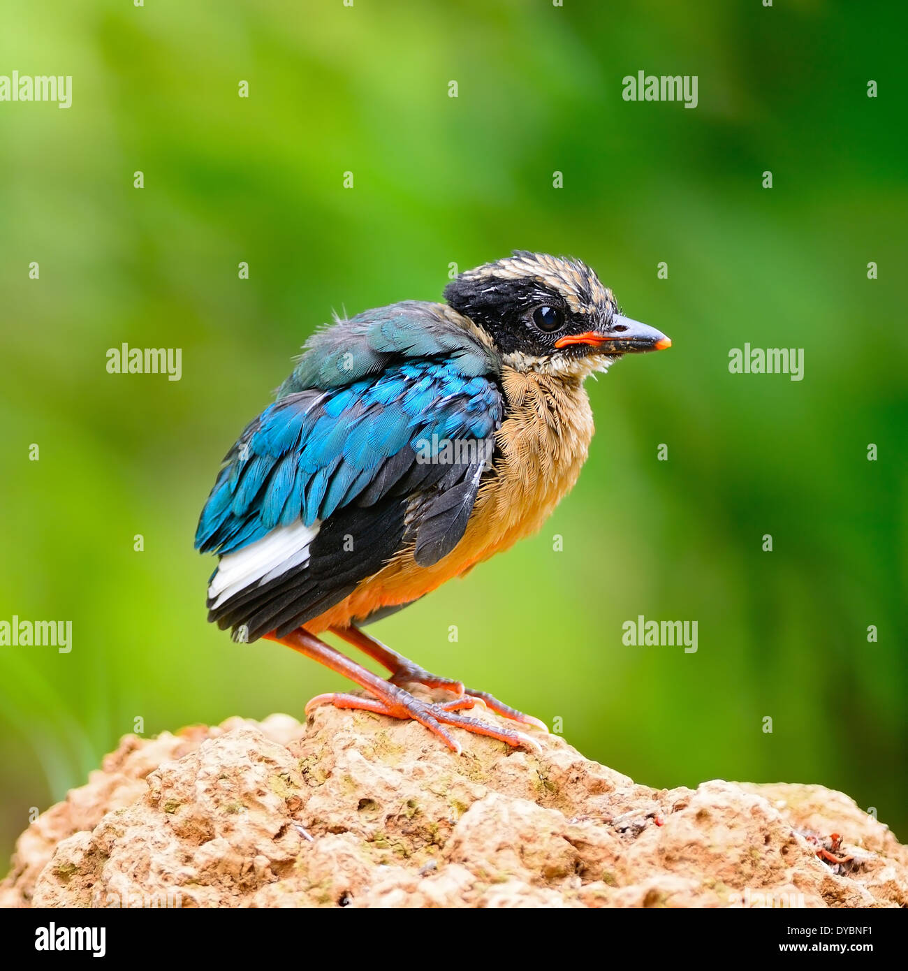 Oiseaux colorés Pitta, la sarcelle à ailes bleues (Pitta Pitta moluccensis), portrait, debout sur le terrain Banque D'Images