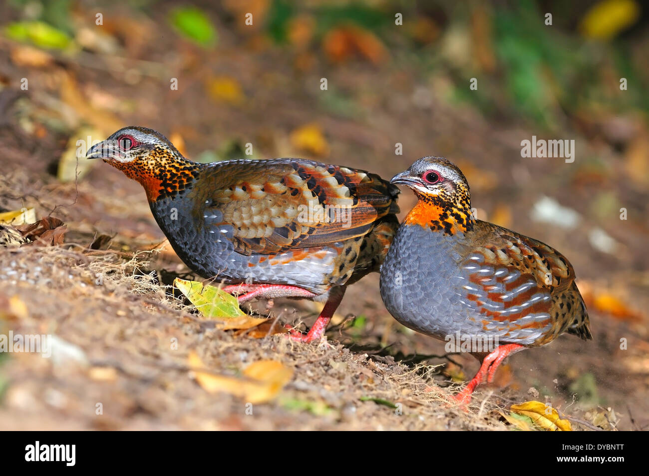Belle Perdrix, Bruant à gorge blanche (Partridge Arborophila rufogularis), prises en Thaïlande Banque D'Images Belle Perdrix, Bruant à gorge blanche (Partridge Arborophila rufogularis), prises en Thaïlande Banque D'Images