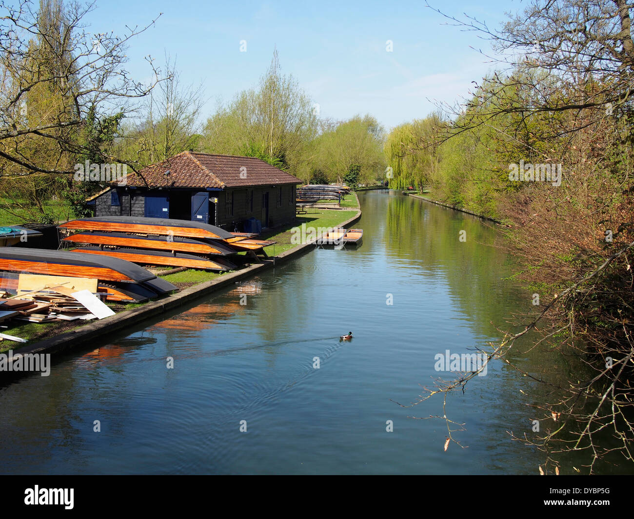 Un quartier calme et tranquille de la rivière Cam par Coe Fen dans le centre de Cambridge, en Angleterre avec plates sorti de l'eau. Banque D'Images