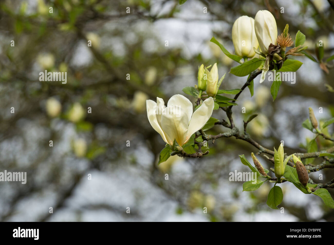 La fièvre jaune à fleurs Arbre Magnolia Banque D'Images