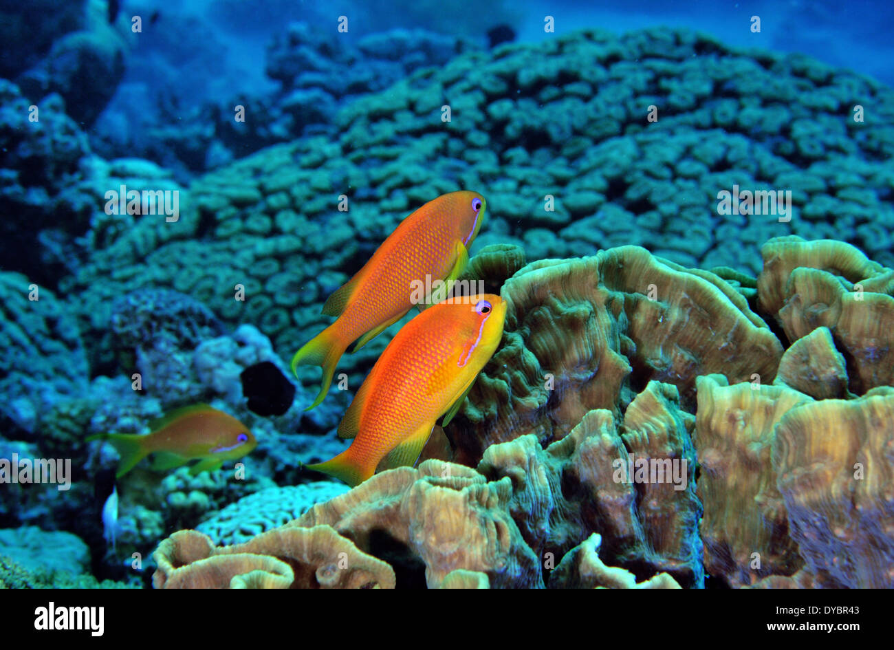 Femme scalefin ou lyretail anthias Pseudanthias squamipinnis, et des récifs coralliens, golfe d'Aqaba, Mer Rouge, Jordanie Banque D'Images