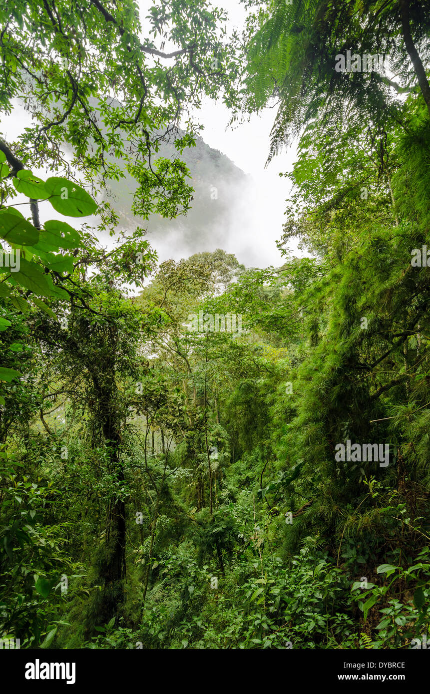 Forêt tropicale luxuriante dans la brume Banque D'Images