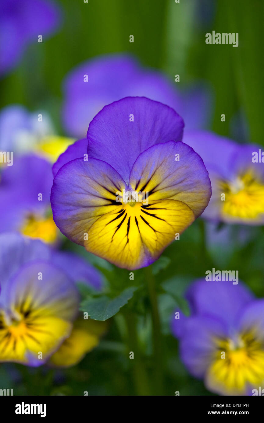 Viola 'Morpho' fleurs. Banque D'Images