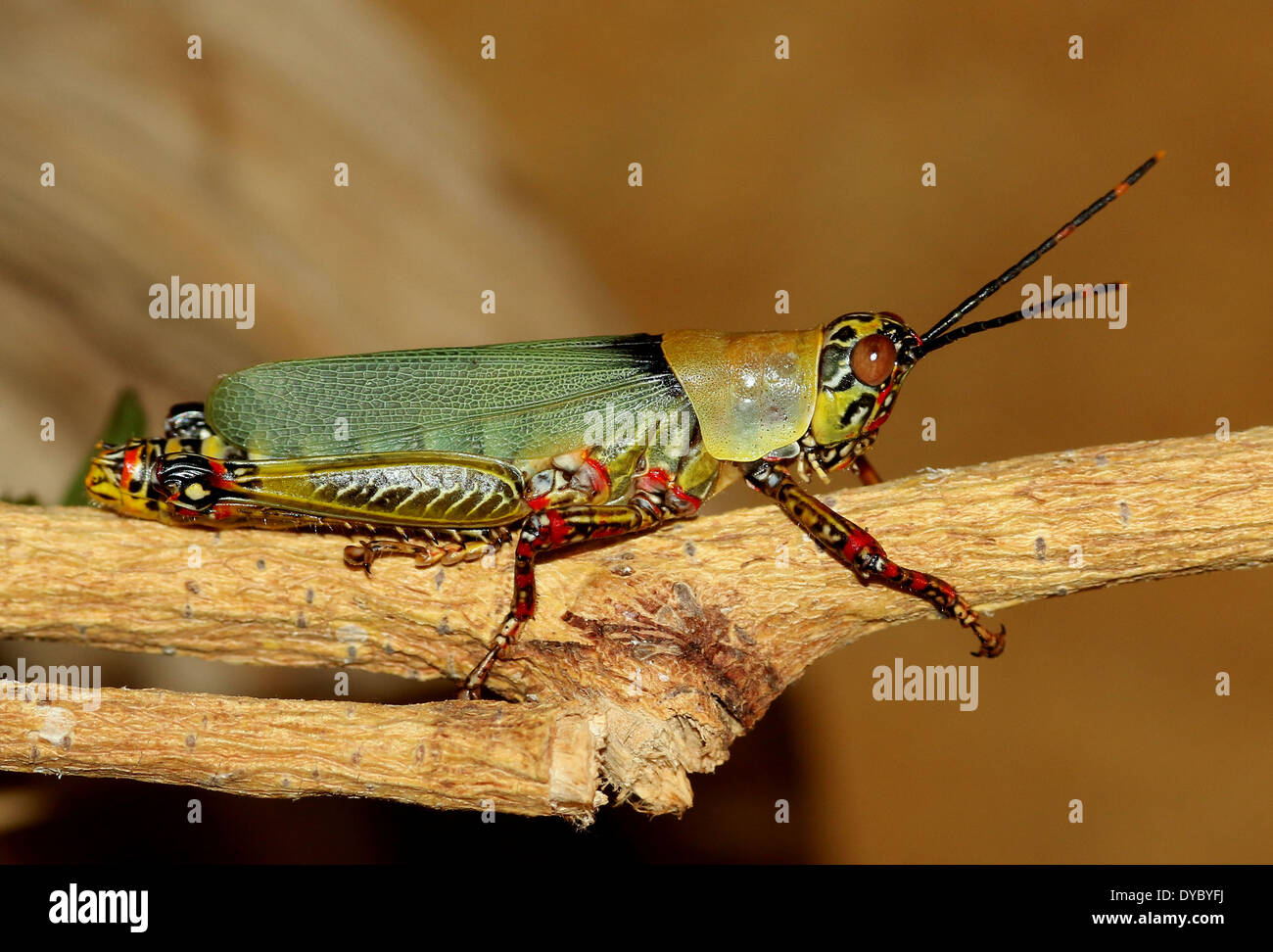 Variegated africains sauterelle (Zonocerus variegatus) close-up Banque D'Images