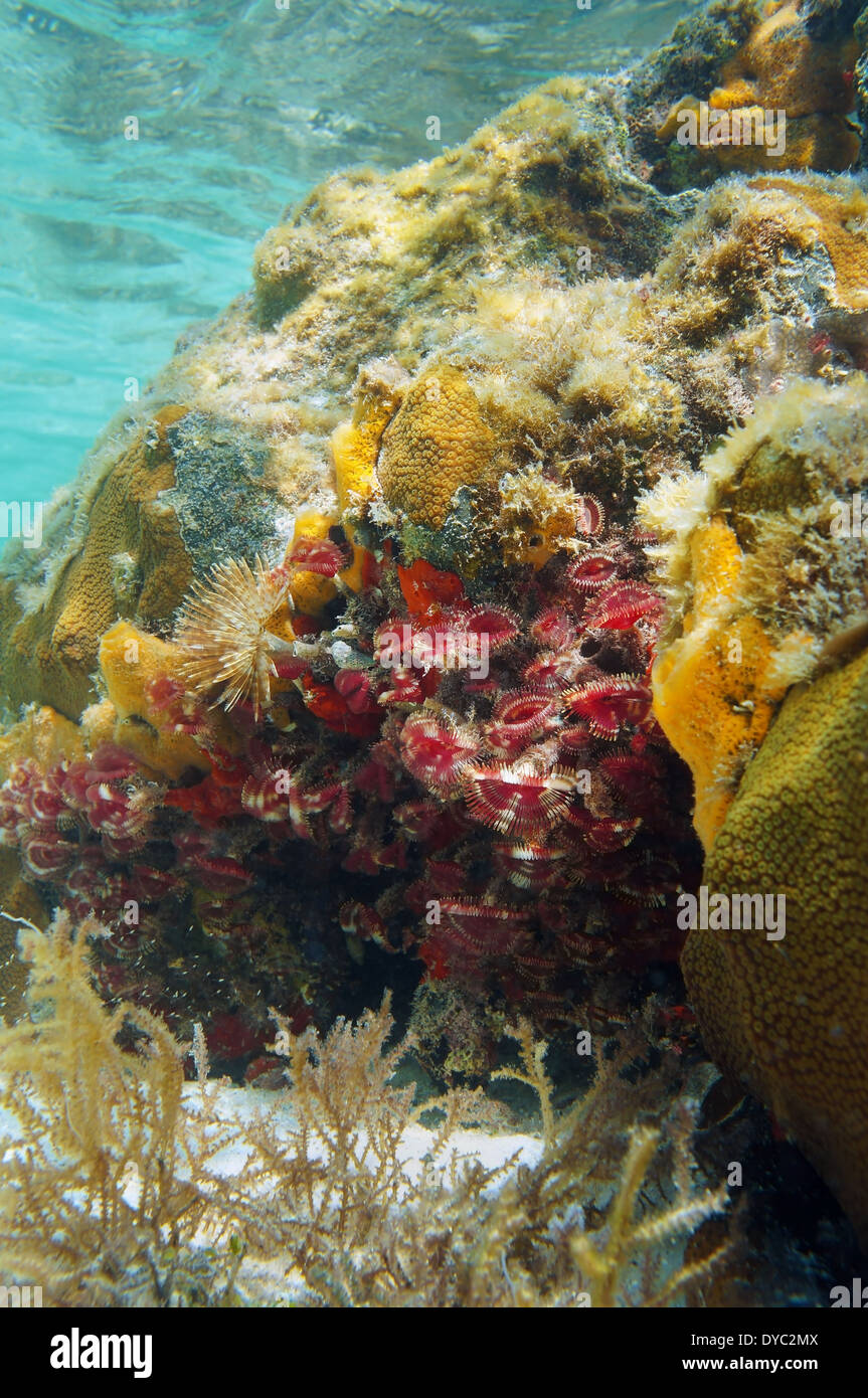 Colorful colonie de Split-couronne plumeau Anamobaea orstedii vers, dans un récif de corail, la mer des Caraïbes, Bocas del Toro, PANAMA Banque D'Images