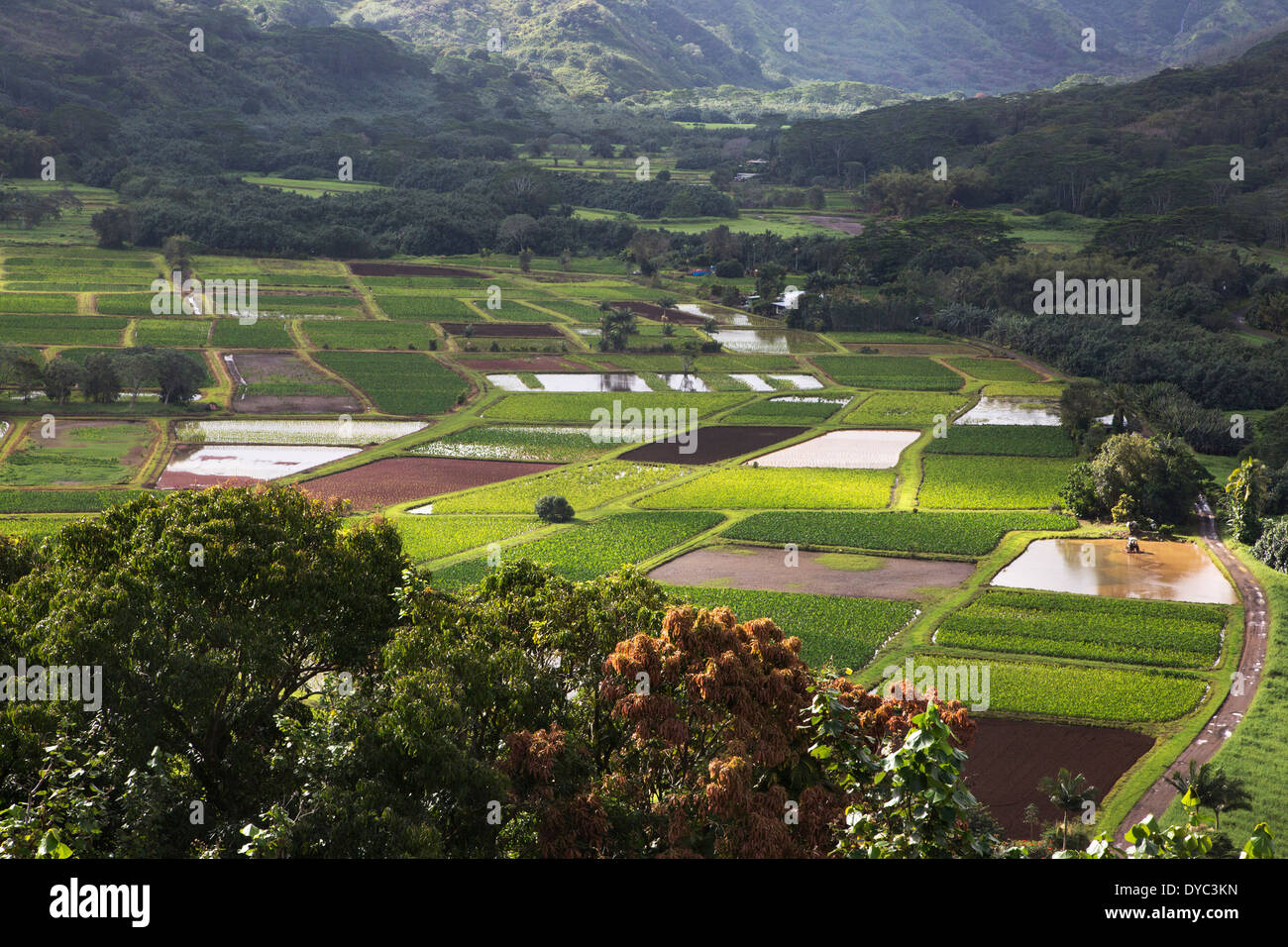 Vallée de Hanalei vue d'ensemble des arbres et des cultures de taro en stades mixtes de développement (Colocasia esculenta) sur la rive nord de Kauai, Hawaï Banque D'Images