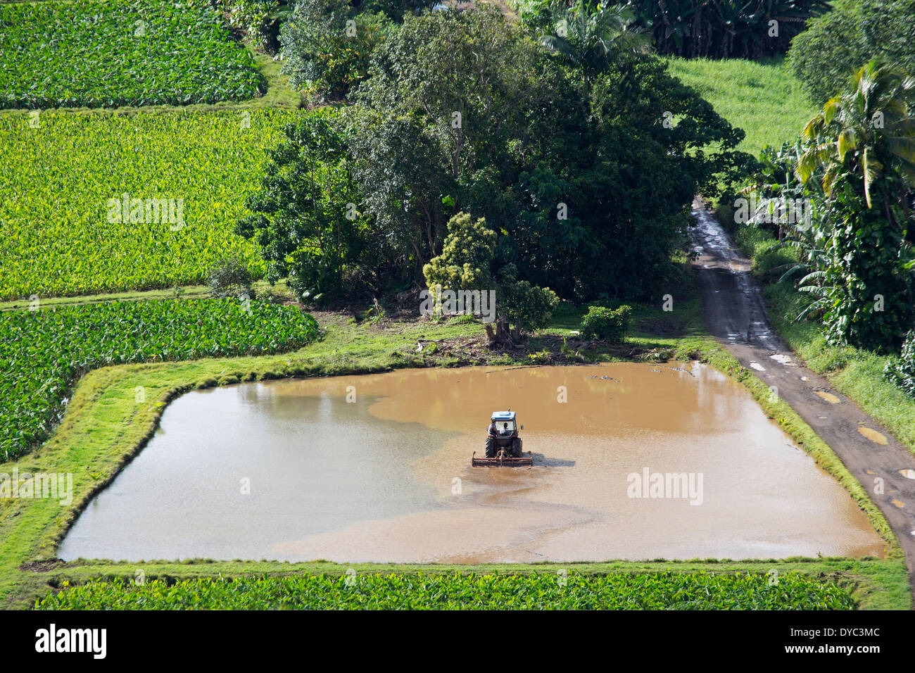 Taro cultivant des champs inondés avec un tracteur, Kauai, Hawaï Banque D'Images