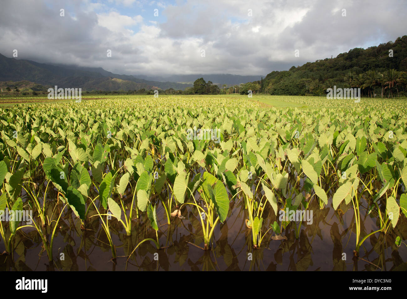 L'étang de Taro (Kalo) dans la vallée d'Hanalei, sur Kauai, une culture importante et la plante d'état d'Hawaï (Colocasia esculenta) Banque D'Images