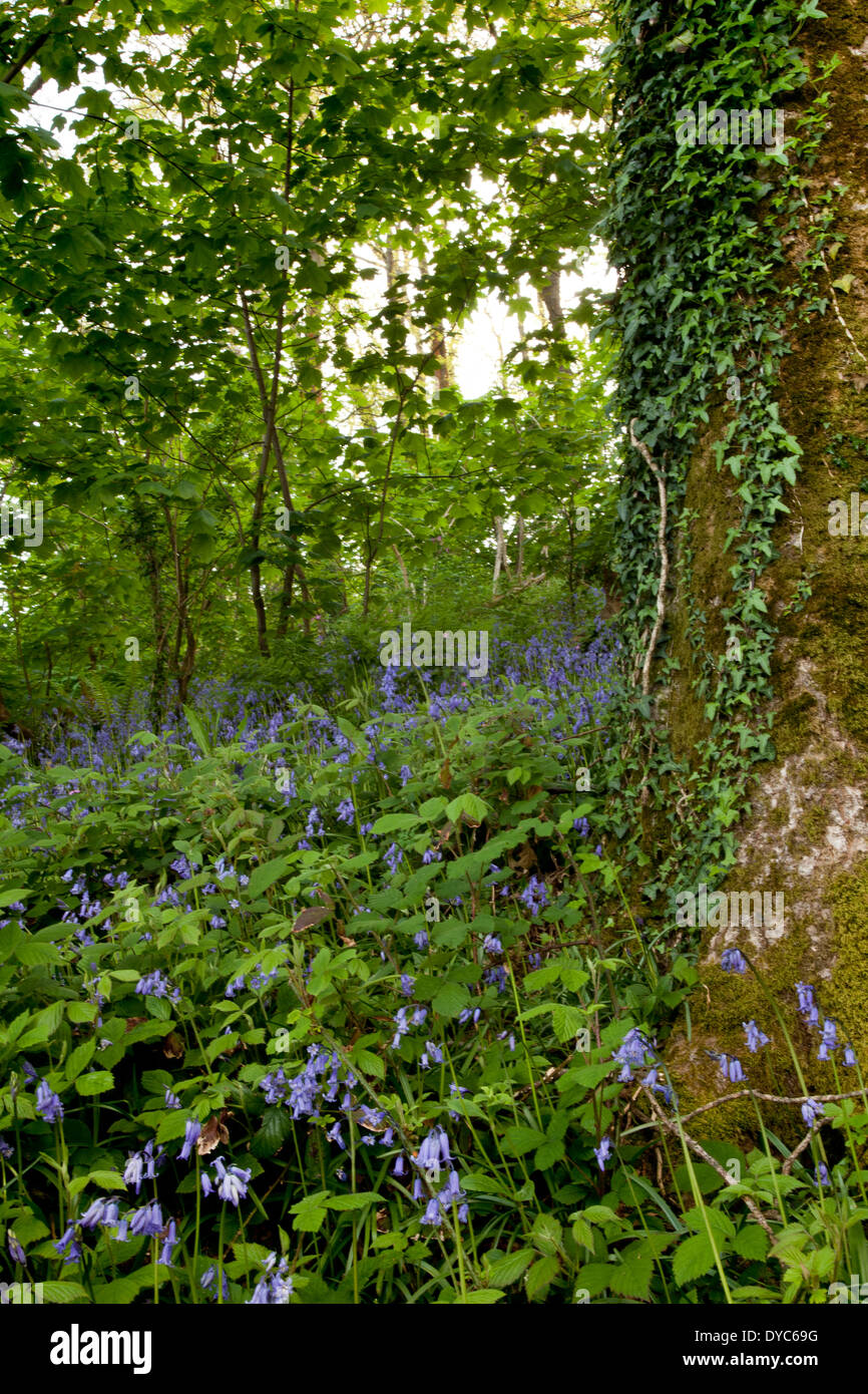 Bois Bluebell Banque D'Images